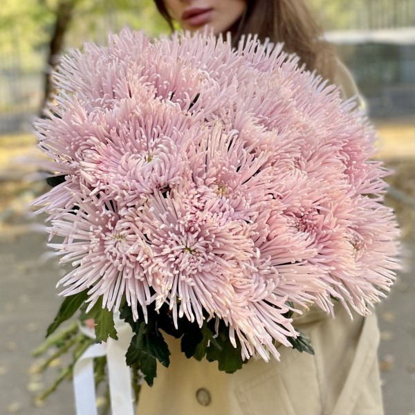 Хризантема  игольчатая сиреневая Каприоль